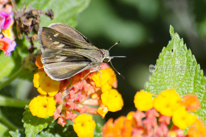 sachem skipper butterfly, Atalopedes campestris